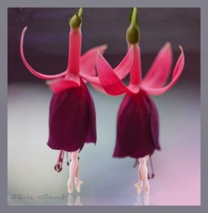 las-flores-bailan