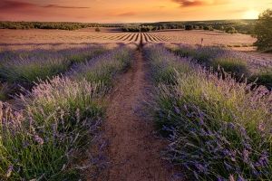 Campos-Lavanda