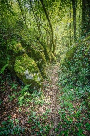 Camino en el bosque