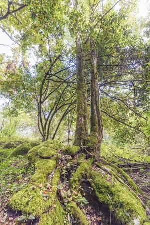 Tres-arboles