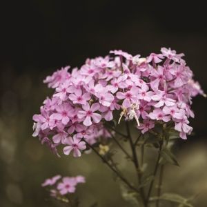 Hortensia marchita