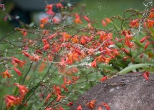 Flores y spash